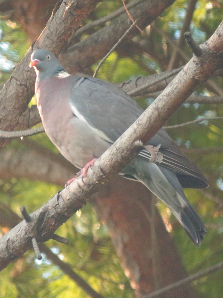 Pigeon ramier