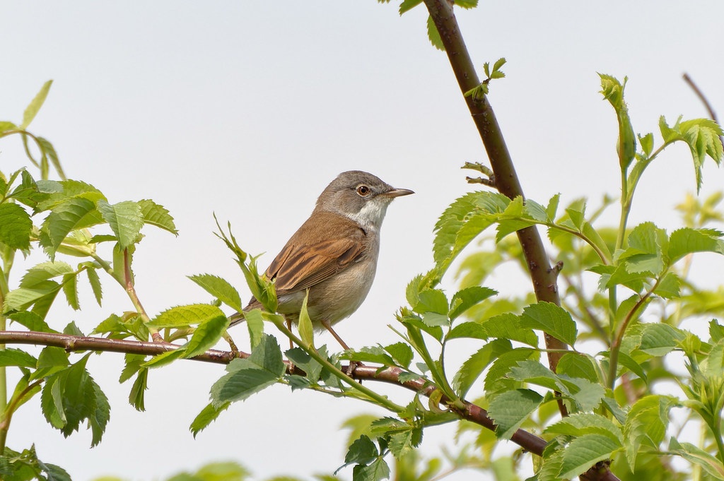 Fauvette grisette
