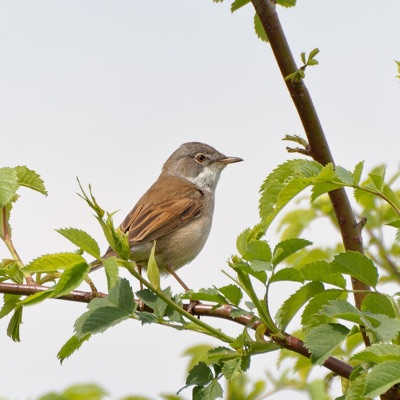 Fauvette grisette
