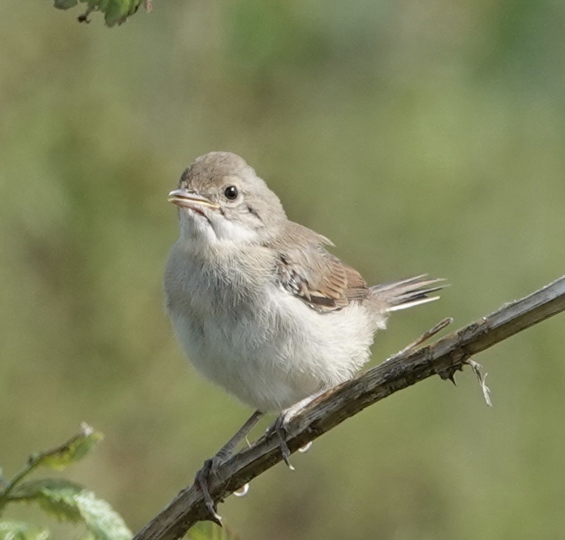 Fauvette grisette