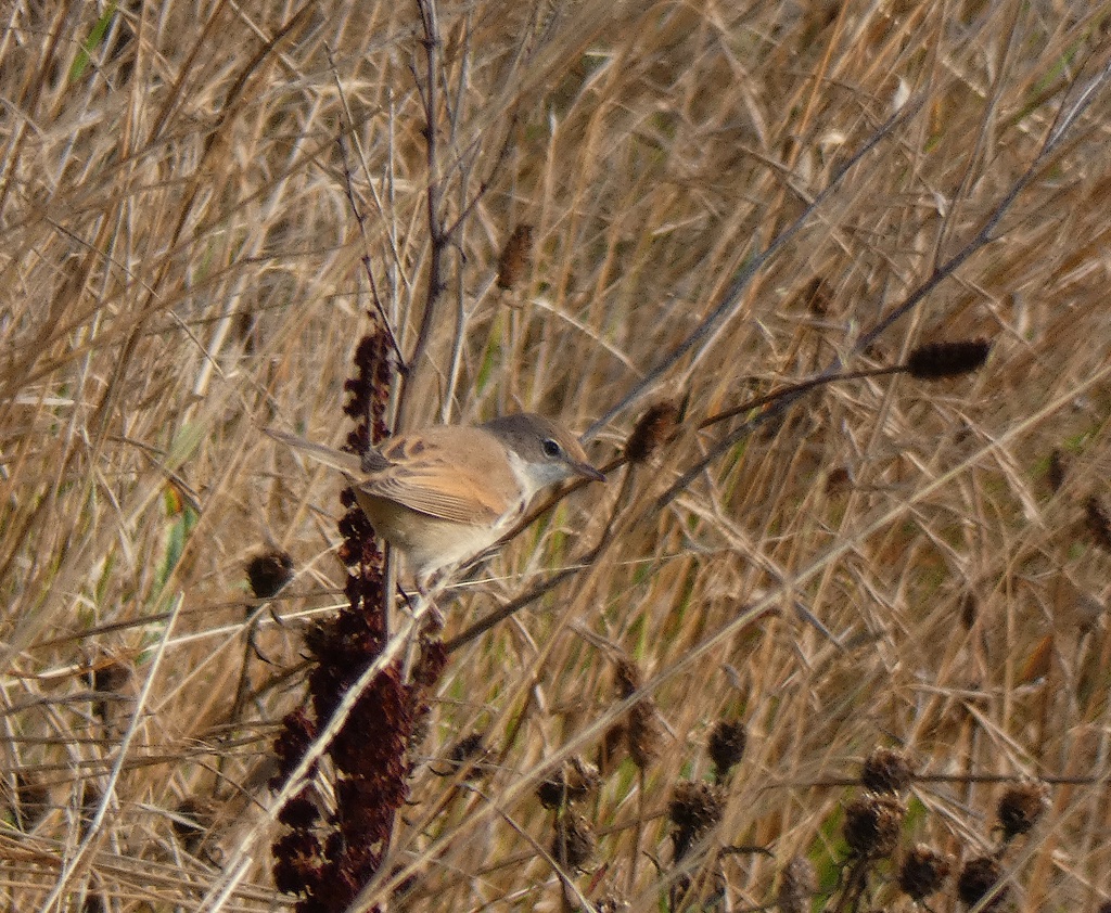 Fauvette grisette