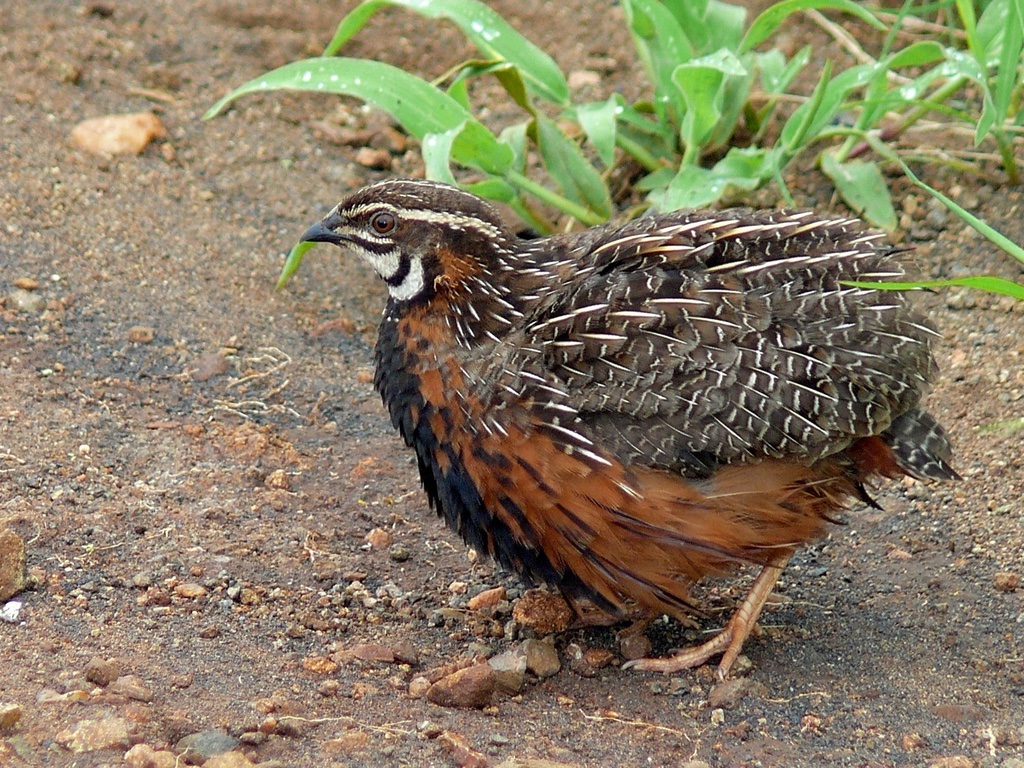 Caille Arlequin