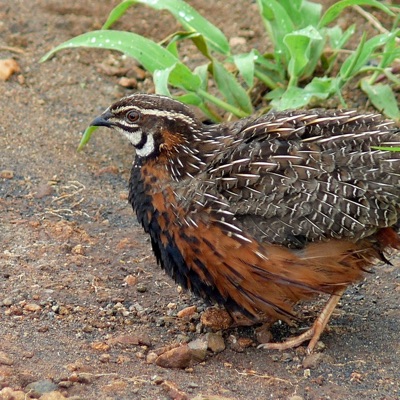 Caille Arlequin