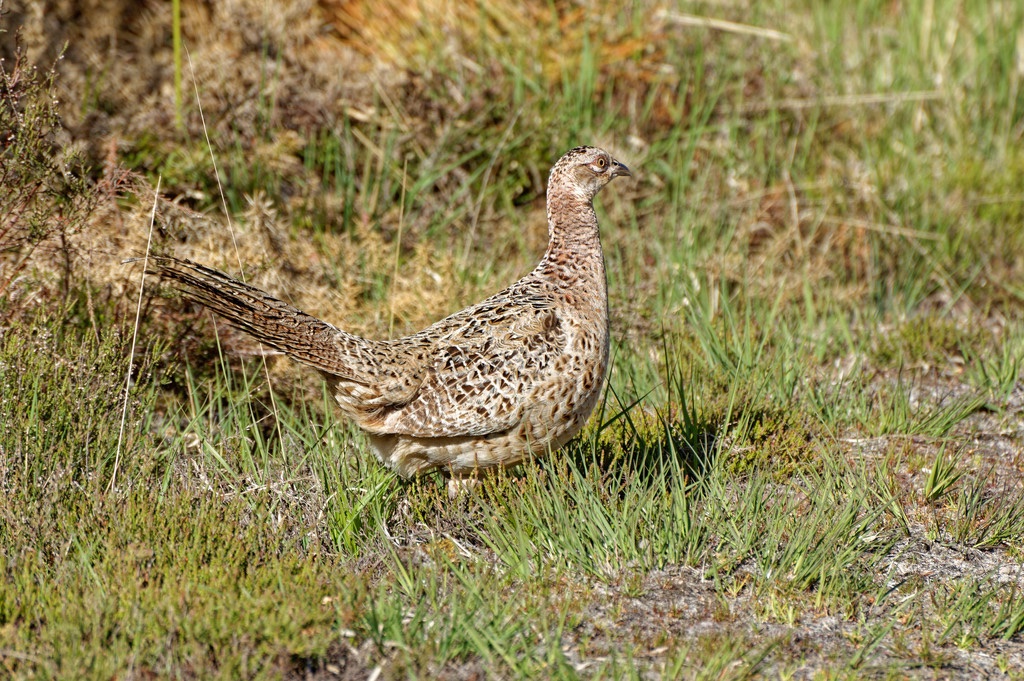 Faisan De Colchide