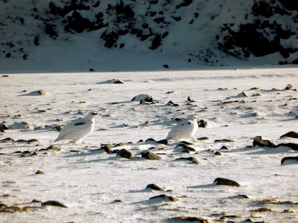 Lagopède Alpin