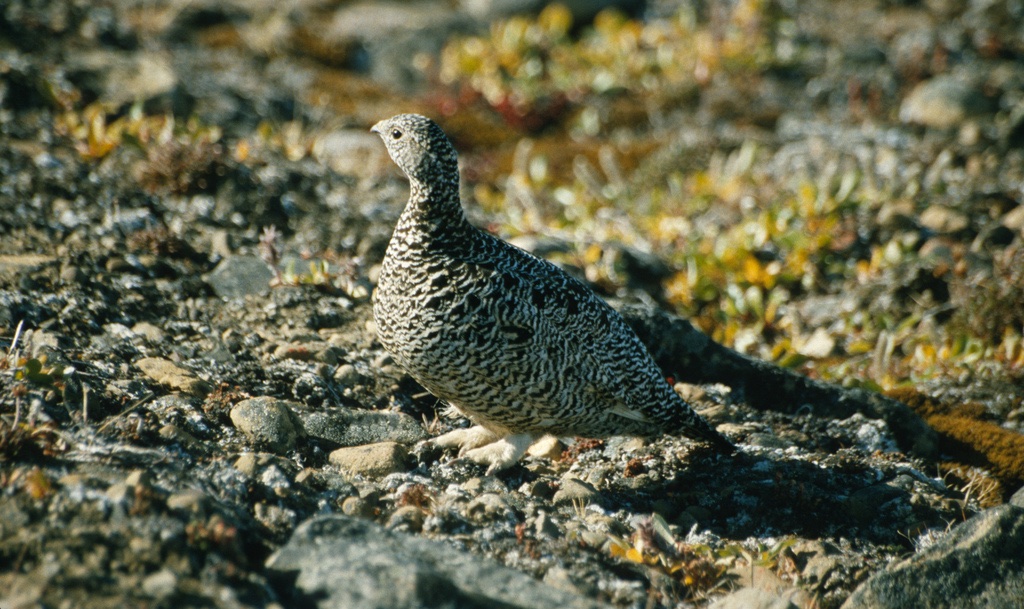 Lagopède Alpin