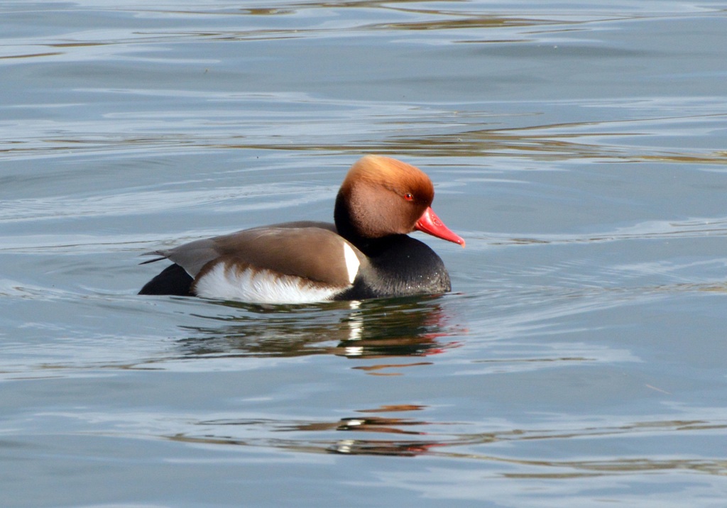 Nette Rousse