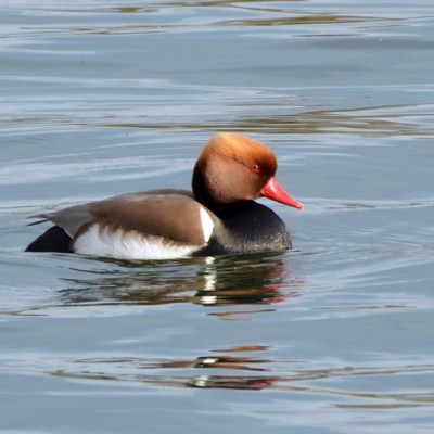 Nette Rousse