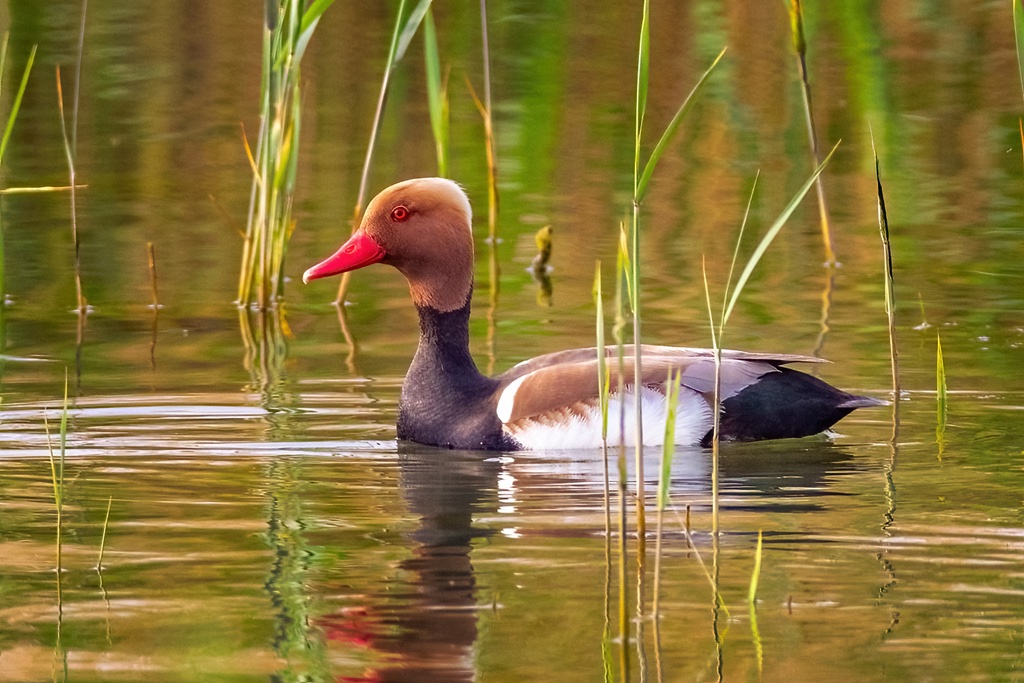 Nette Rousse