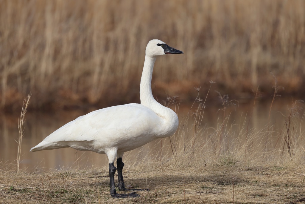 Cygne de Bewick