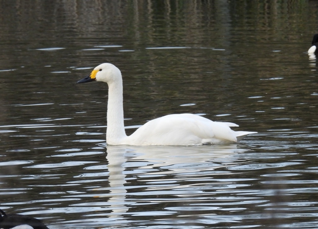 Cygne de Bewick