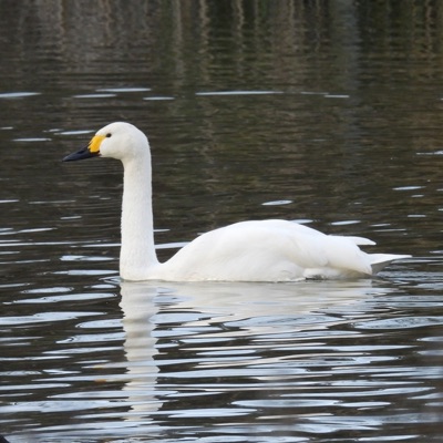 Cygne de Bewick