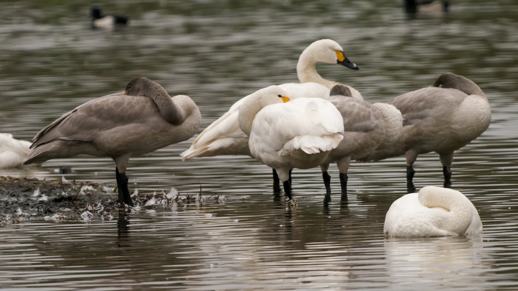 Cygne de Bewick