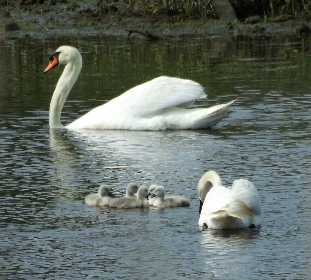 Cygne Tuberculé