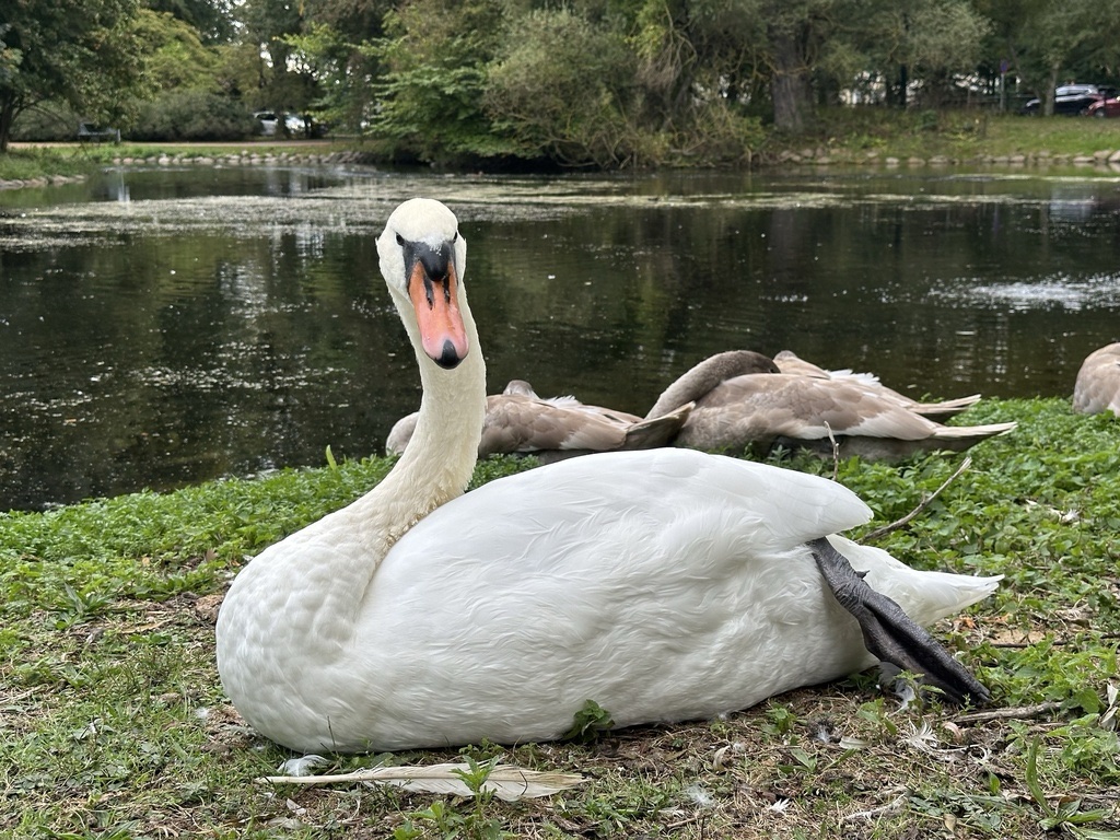 Cygne Tuberculé