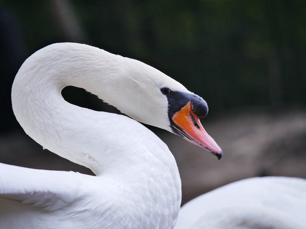 Cygne Tuberculé