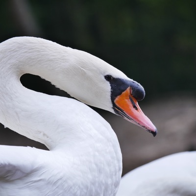 Cygne Tuberculé