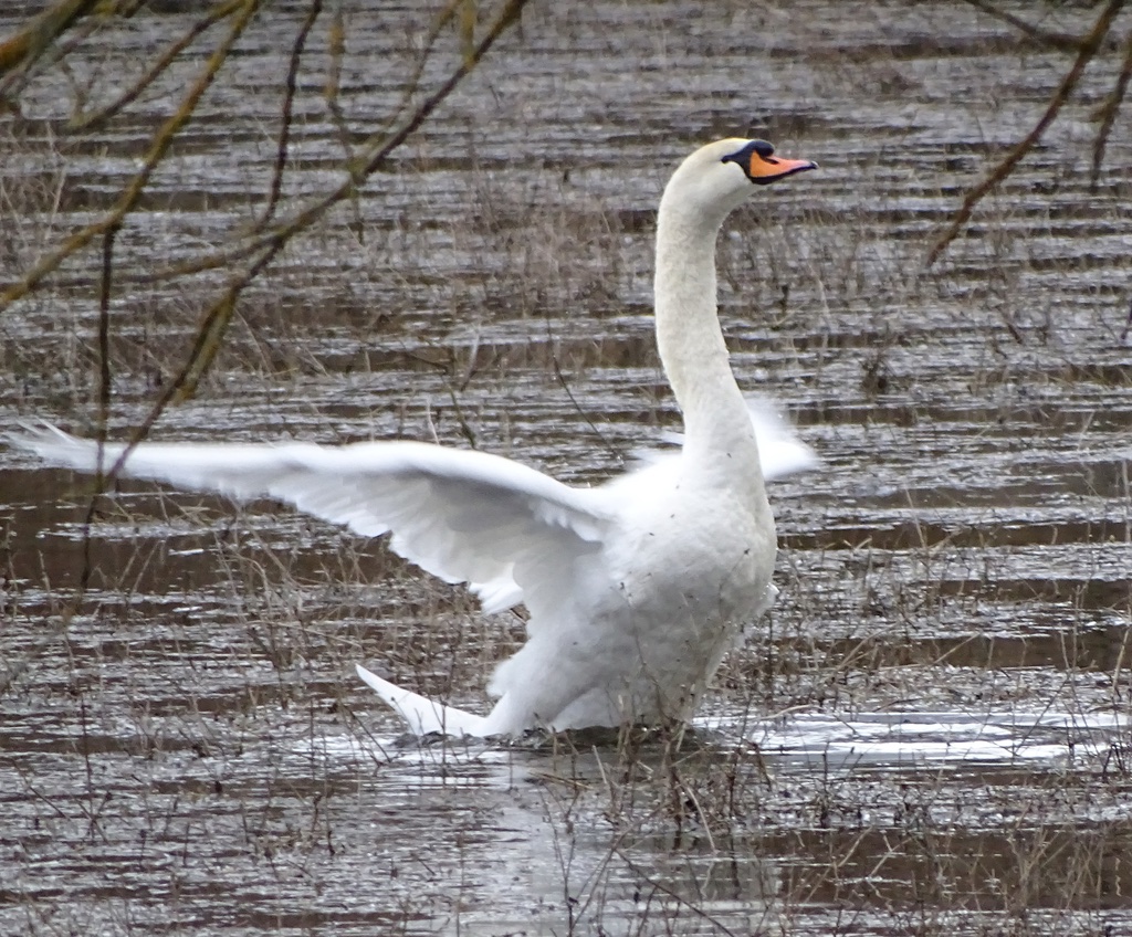 Cygne Tuberculé