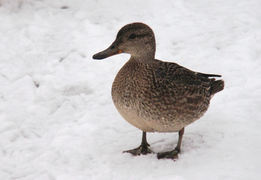 Sarcelle D’hiver