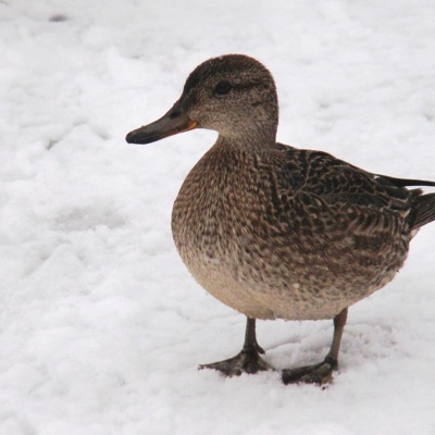 Sarcelle D’hiver