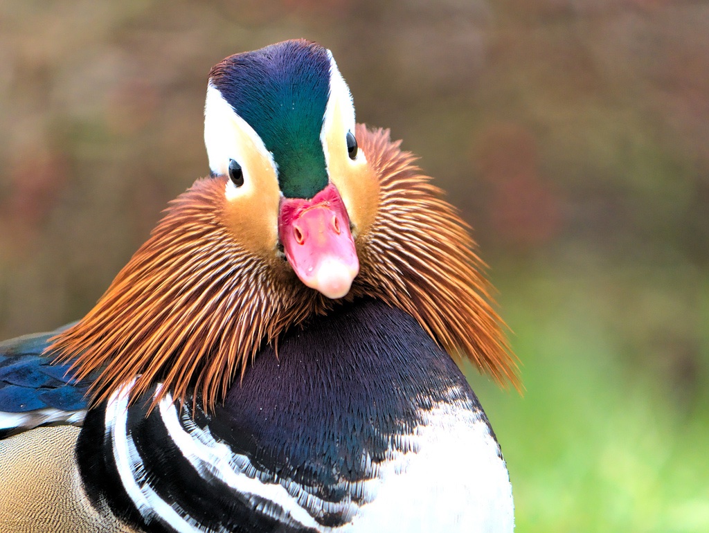 Canard Mandarin