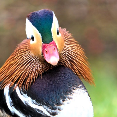 Canard Mandarin