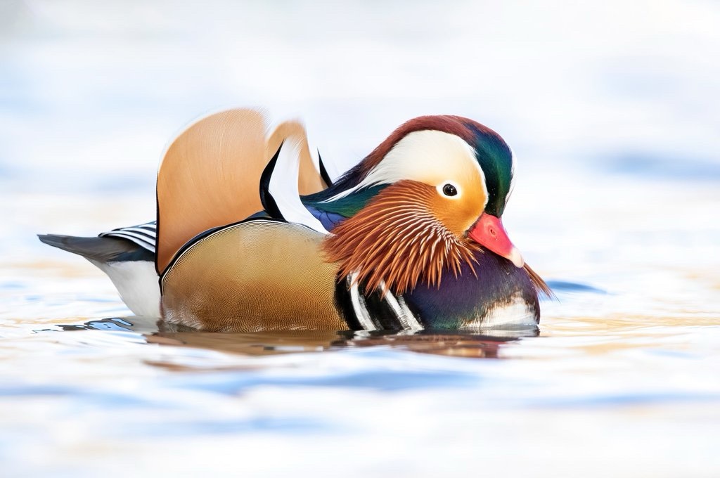 Canard Mandarin