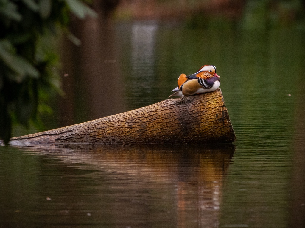 Canard Mandarin