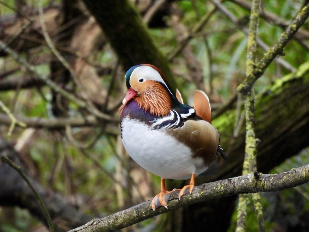 Canard Mandarin