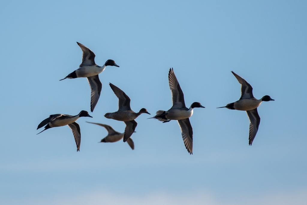 Canard Pilet