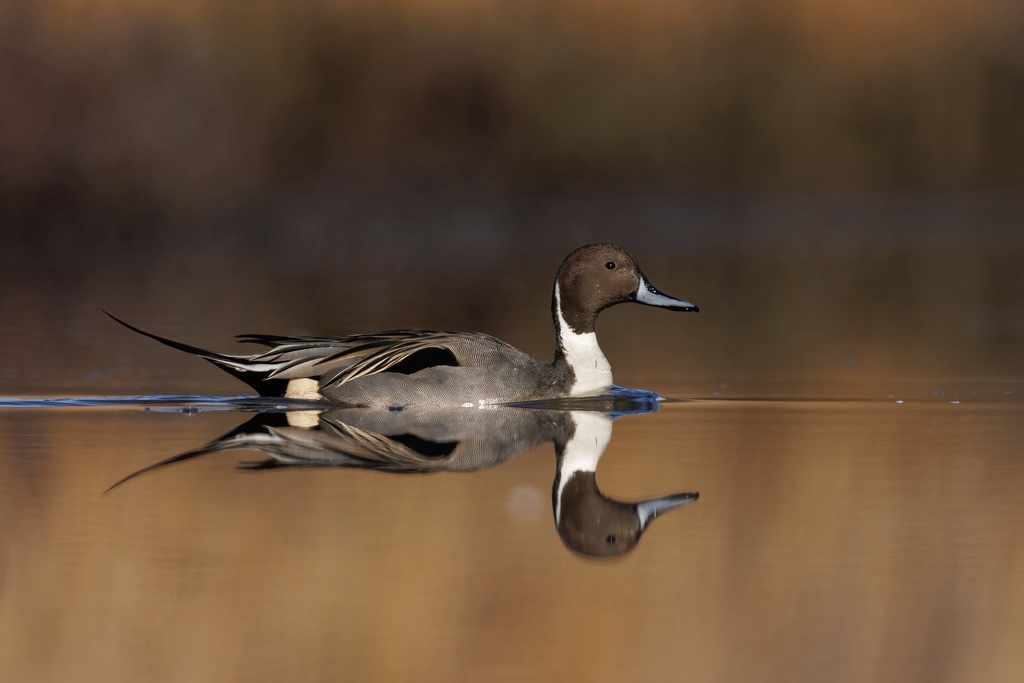 Canard Pilet