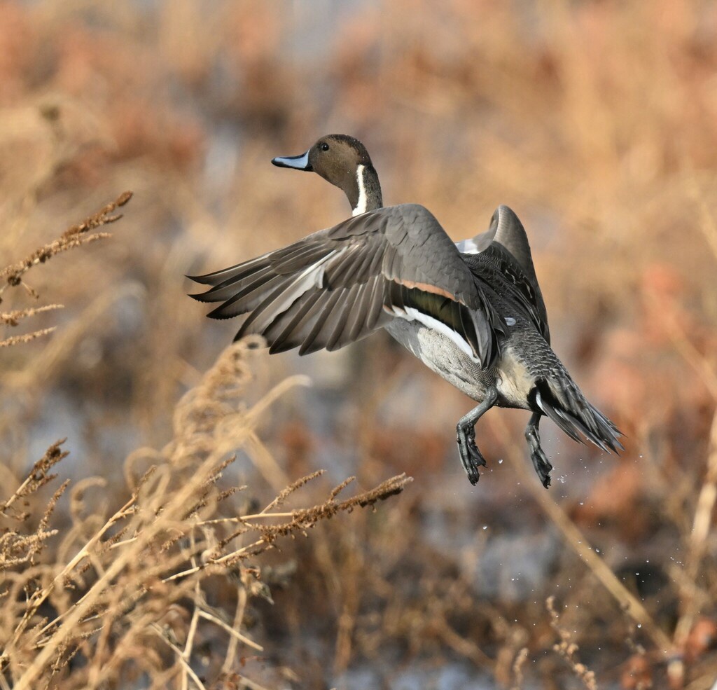 Canard Pilet