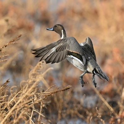 Canard Pilet