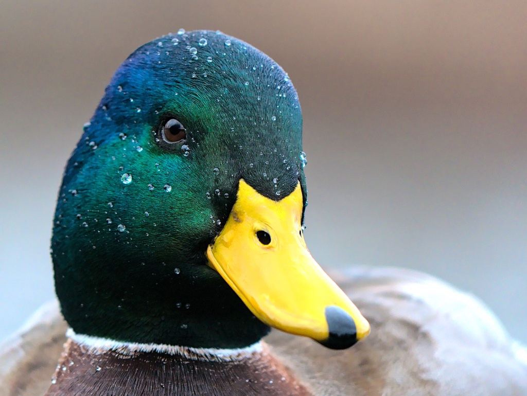 Canard colvert