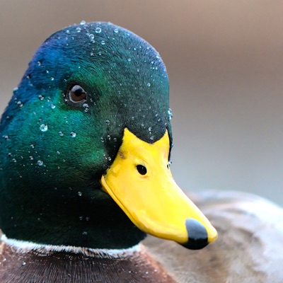 Canard colvert