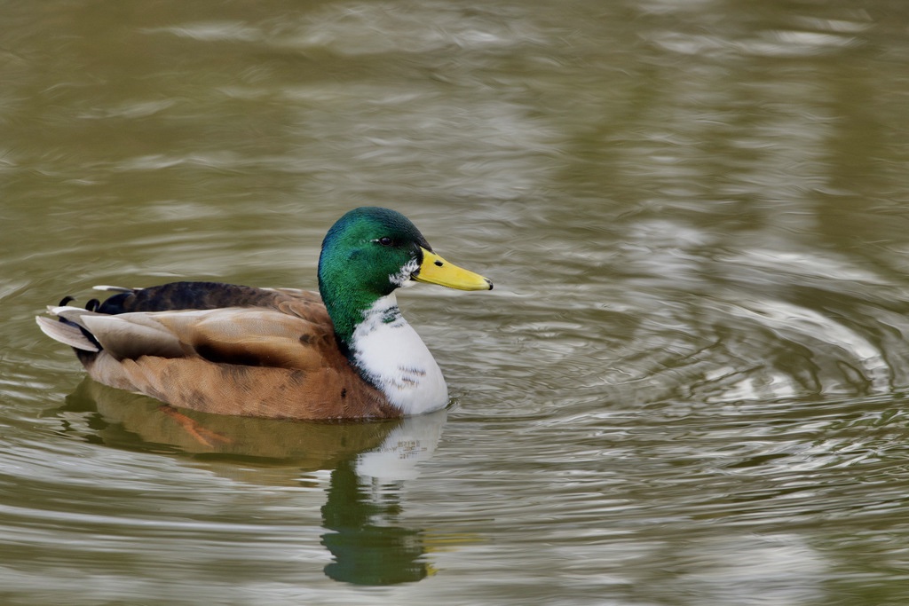 Canard colvert