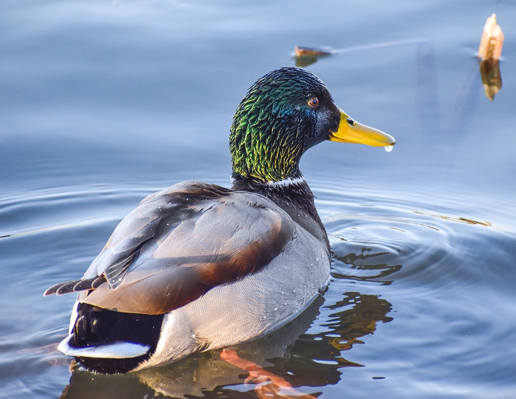 Canard colvert