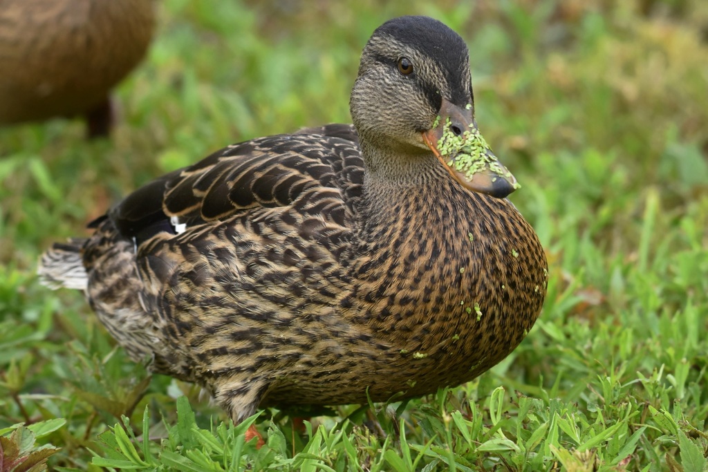 Canard colvert