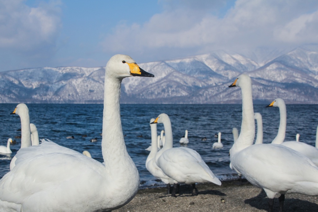 Cygne Chanteur