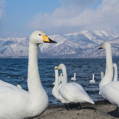 Cygne Chanteur