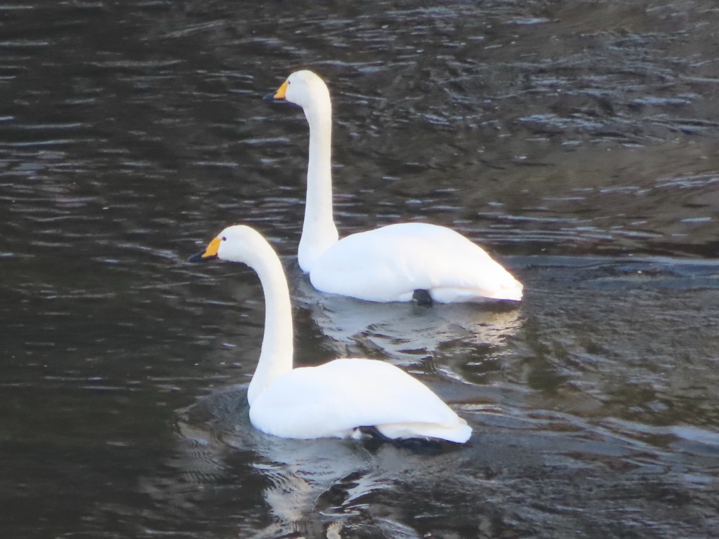 Cygne Chanteur