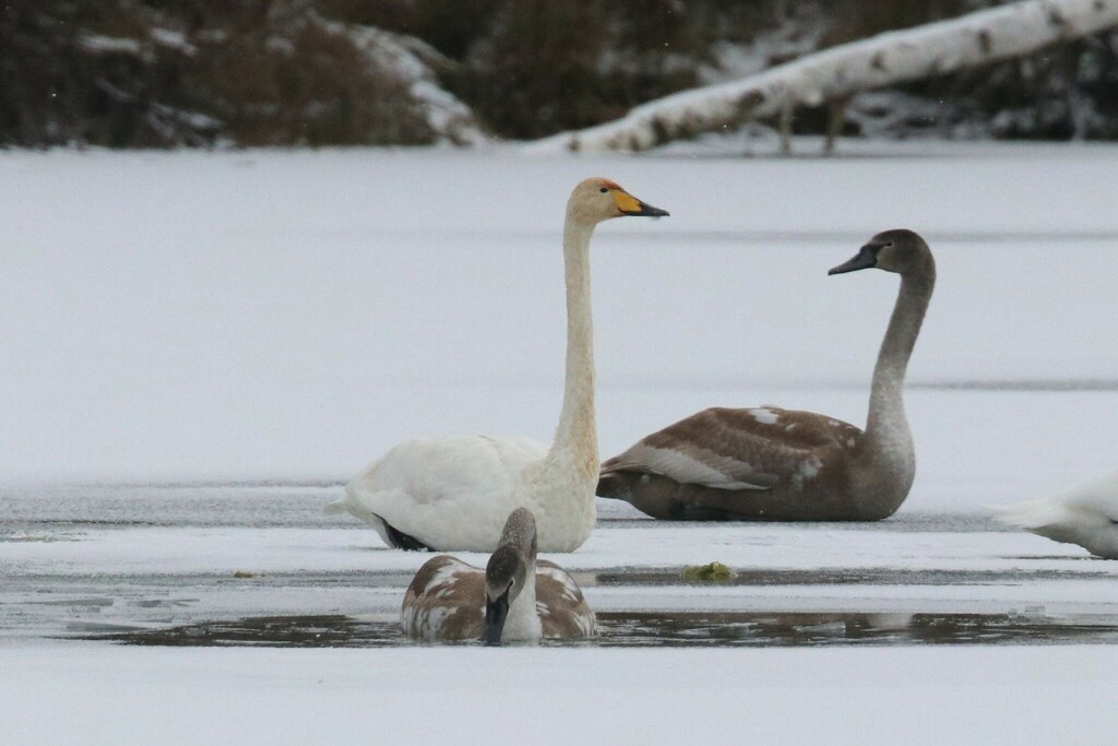 Cygne Chanteur