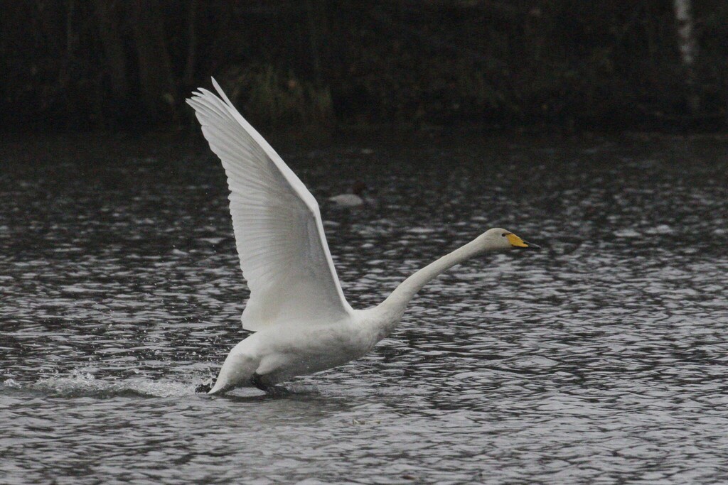 Cygne Chanteur