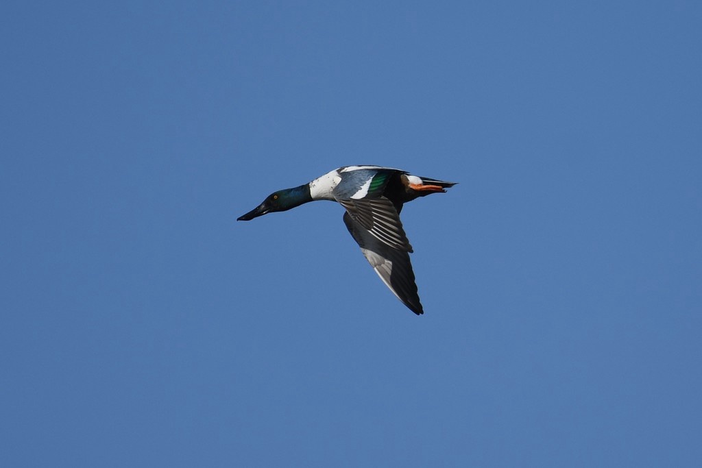 Canard Souchet