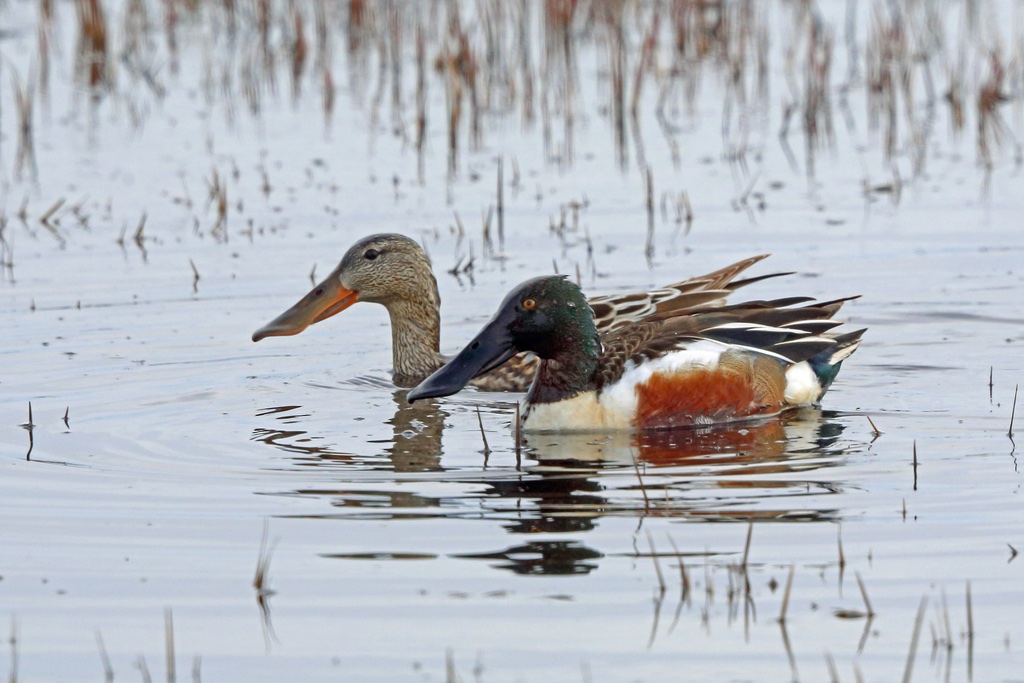 Canard Souchet