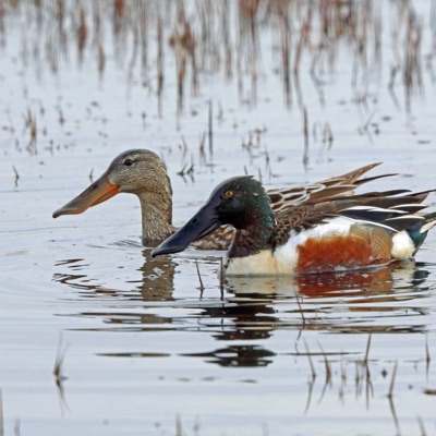 Canard Souchet