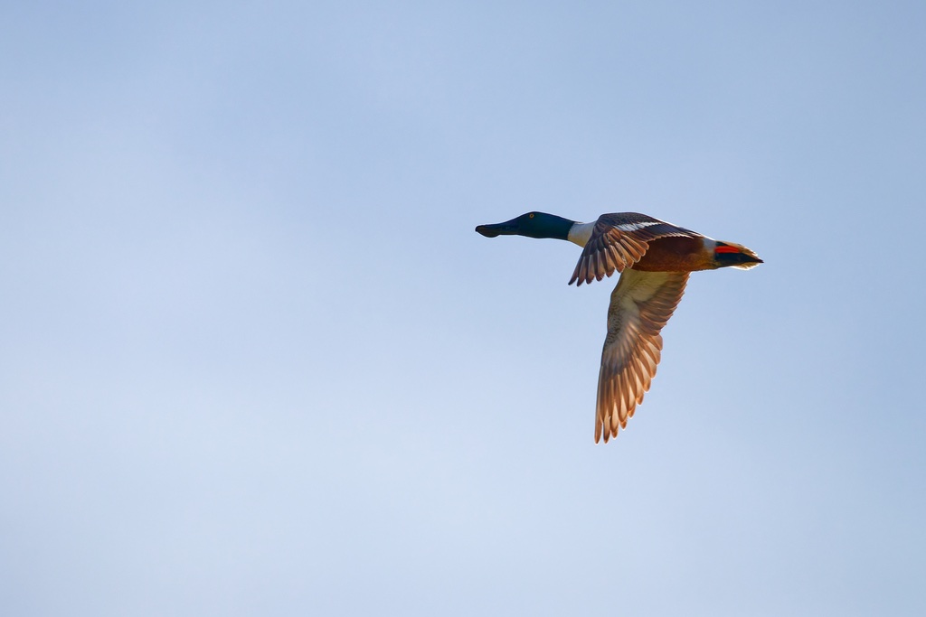 Canard Souchet