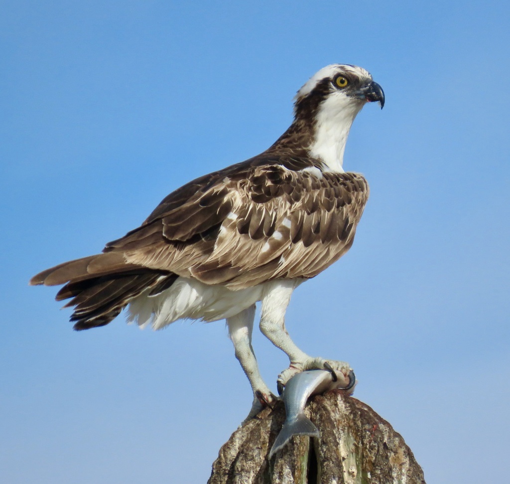 Balbuzard pêcheur
