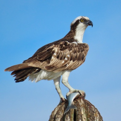 Balbuzard pêcheur