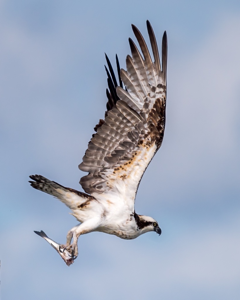 Balbuzard pêcheur